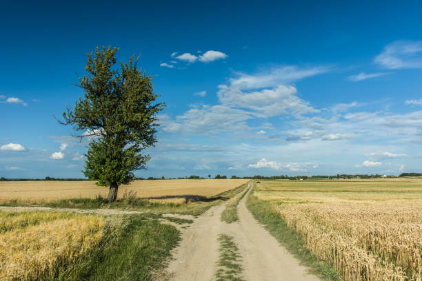 istock Single tree on a dirt road and blue sky 1009561188