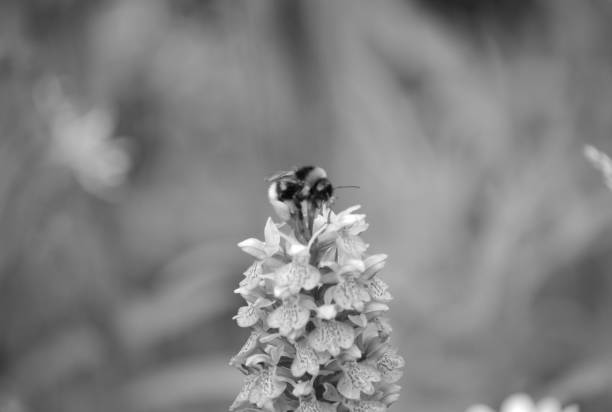 istock Early purple orchid flower, black and white 1009561288