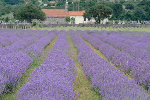 istock Growing blooming Lavender Flower field closeup. Slow motion