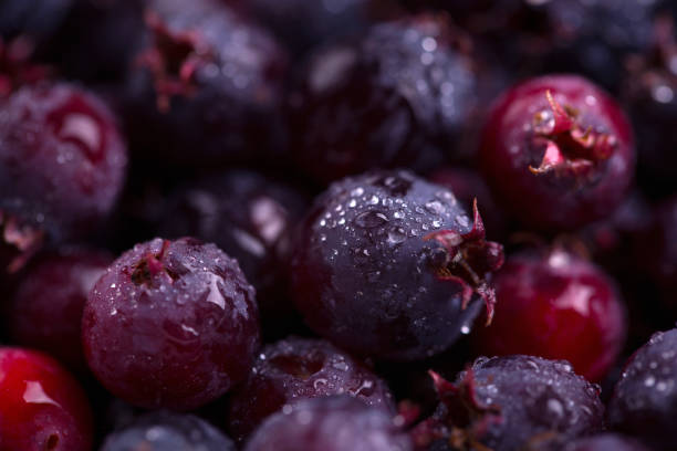 新鮮な shadberry のクローズ アップ。水滴を熟した shadberry - shadberry ストックフォトと画像