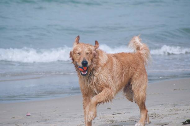 istock Dogs at the Beach 1009564696
