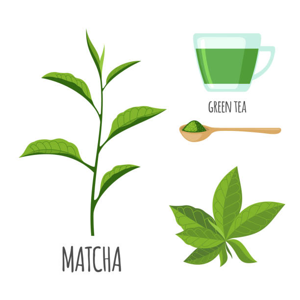 ilustraciones, imágenes clip art, dibujos animados e iconos de stock de matcha set con taza de té de estilo plano. - green tea herbal medicine ground isolated