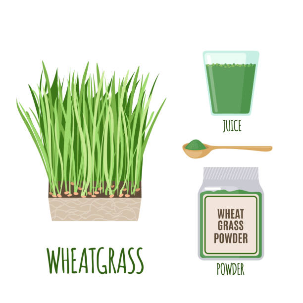 пшеничная трава набор с порошком и зеленым соком в плоском стиле. - ground green wheatgrass isolated stock illustrations