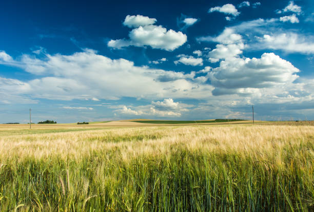 istock Field of barley, horizon and sky 1009565322