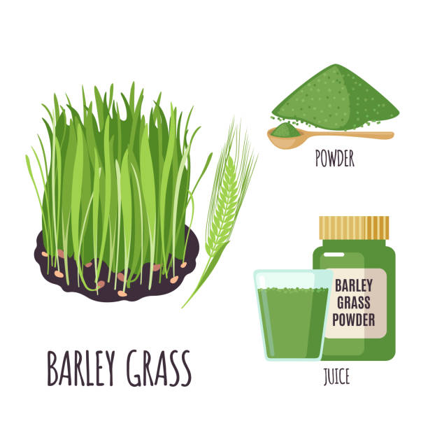 gerstengras set mit pulver und grünen saft. - barley grass juice green stock-grafiken, -clipart, -cartoons und -symbole