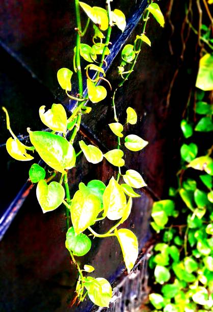 istock A money plant climber 1009568374