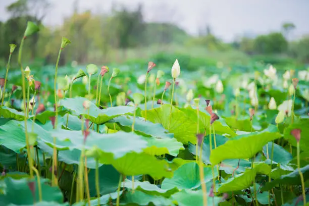 The bud of a lotus flower.Background is the lotus leaf and lotus flower and lotus bud and tree.Shooting location is the Sankeien in Yokohama, Kanagawa Prefecture Japan.