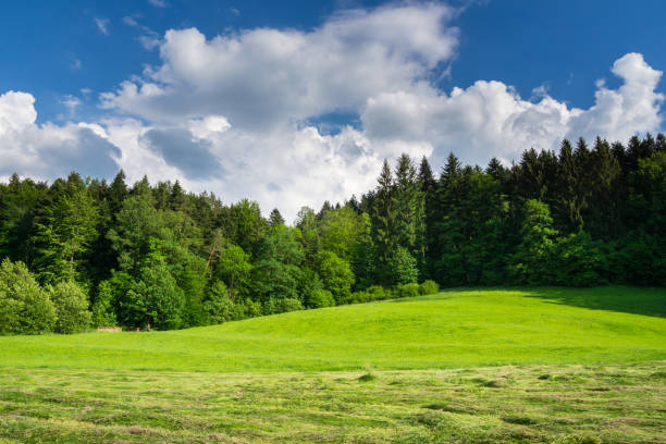 istock Germany, Green pasture next to black forest nature landscape start 1009576544