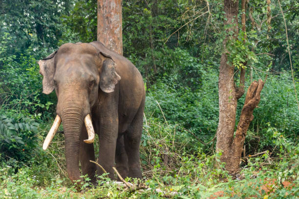 istock Elephant in Ayarabeedu forest, Karnataka, India. 1009580982