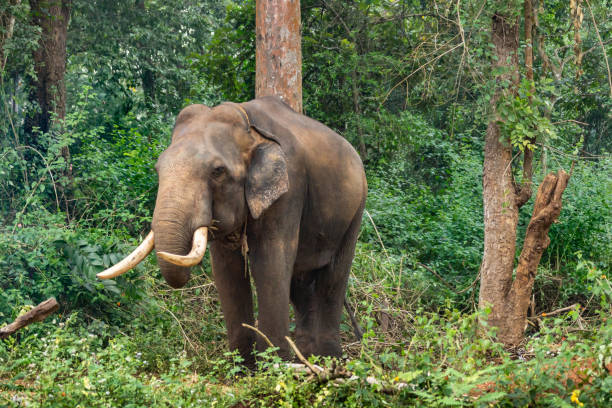 istock Elephant in Ayarabeedu forest, Karnataka, India. 1009581010