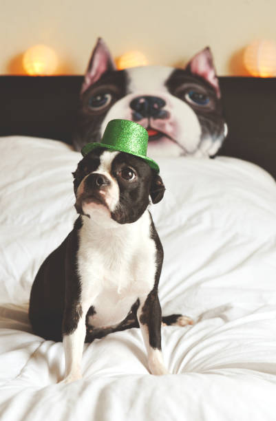perro día boston terrier san patricio - st patricks day dog irish culture leprechaun fotografías e imágenes de stock