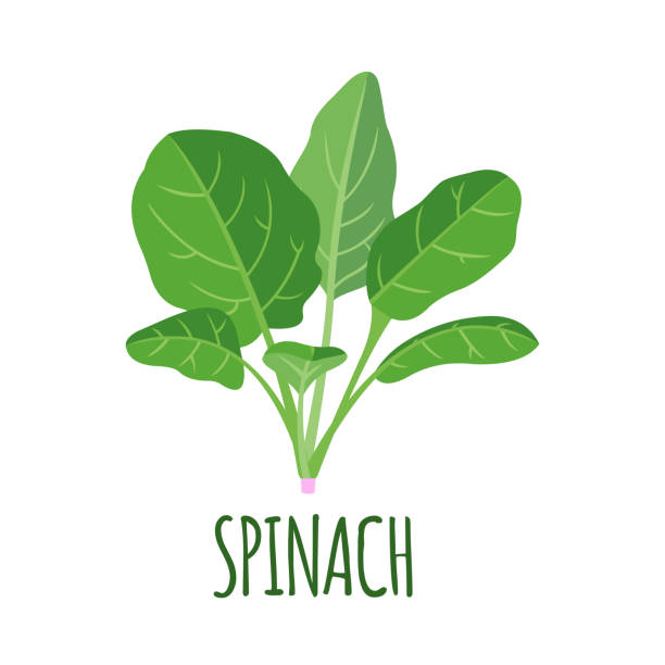 illustrazioni stock, clip art, cartoni animati e icone di tendenza di icona spinaci in stile piatto isolato su bianco. - plant spinach