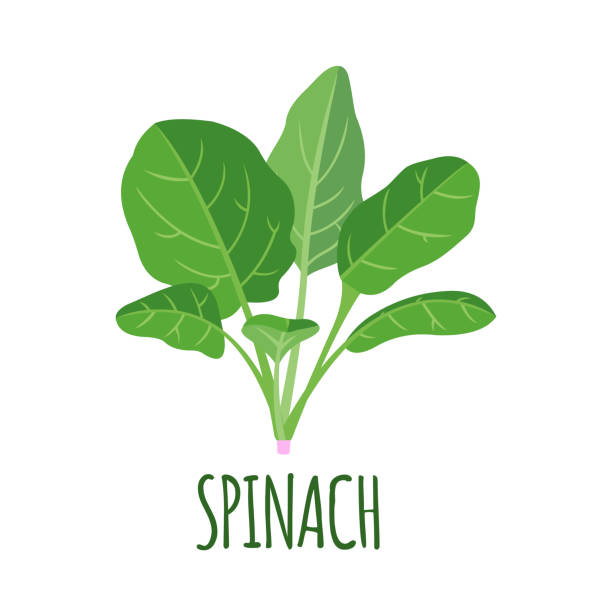 Spinach icon in flat style isolated on white. Spinach icon in flat style isolated on white background. Organic food. Vector illustration. spinach stock illustrations