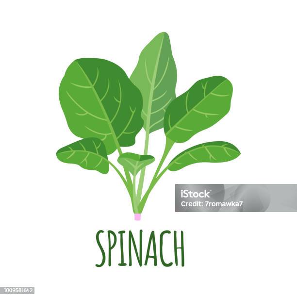 Spinach Icon In Flat Style Isolated On White Stock Illustration - Download Image Now - Spinach, Illustration, Vector