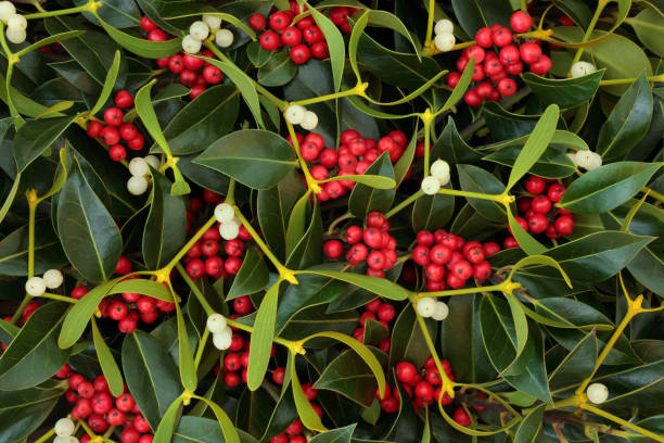 Winter Berry Holly and Mistletoe Winter berry holly and mistletoe background. Traditional Christmas greeting card for the holiday season. winterberry holly stock pictures, royalty-free photos & images