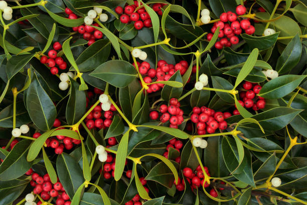 зимняя ягода холли и мистлето - winterberry holly стоковые фото и изображения