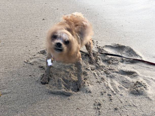 istock Small Dog Shaking on the Beach 1009583986