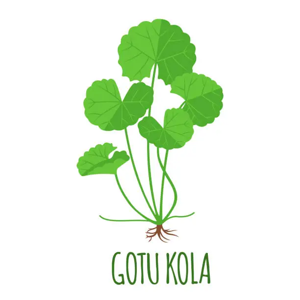 Vector illustration of Gotu Kola icon in flat style isolated on white.