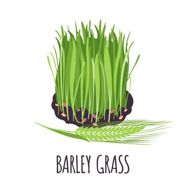 ilustraciones, imágenes clip art, dibujos animados e iconos de stock de cebada hierba en icono estilo plano aislado en blanco. - barley wheat grass green