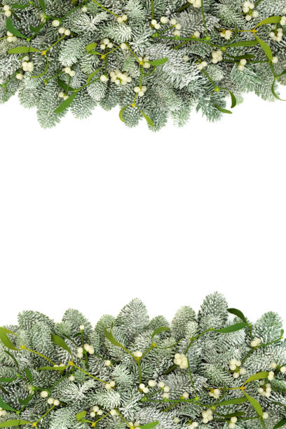 istock Mistletoe and Spruce Pine Fir Border 1009584178