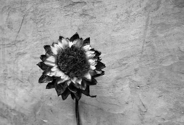 A dried Artichoke flower portrait.  The edible portion of the plant consists of the flower buds before the flowers come into bloom. So fully blossomed flowers are not normally seen but they are so beautiful to look at due to the multi layer geometry of their petals and center.