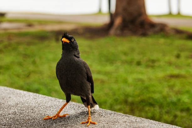 White vented or Javan Myna, Acridotheres javanicus, a single black bird walking on the wall in park in Singapore. Mynas are members of the starling family.