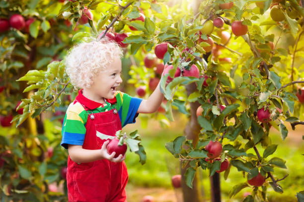 istock Little boy picking apple in fruit garden 1009584958