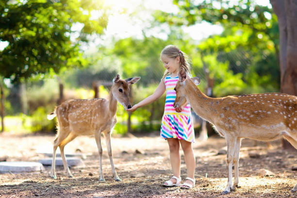 istock Child feeding wild deer at zoo. Kids feed animals. 1009591488