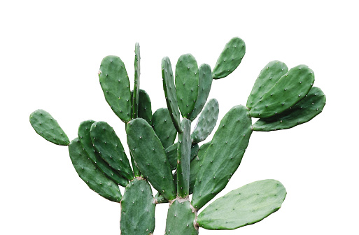 Cactus aislados en verano mínimo de fondo blanco con trazado de recorte photo