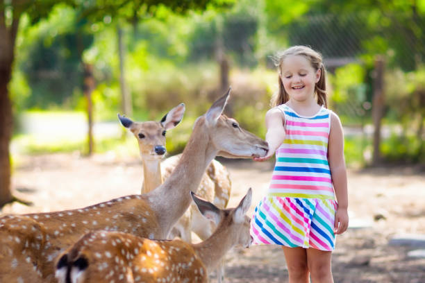 istock Child feeding wild deer at zoo. Kids feed animals. 1009591818