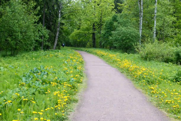 istock the road in the spring park 1009591954