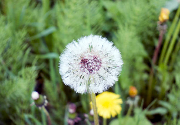 istock white  dandelion in the meadow 1009591970