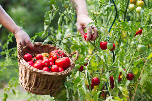 istock Farmer is harvesting tomatoes. Woman´s hands picking fresh tomatoes to wicker basket. 1009592540