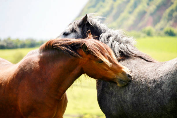 wild horses - horse herd togetherness connection imagens e fotografias de stock