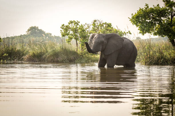 istock African elephant standing in water 1009599728