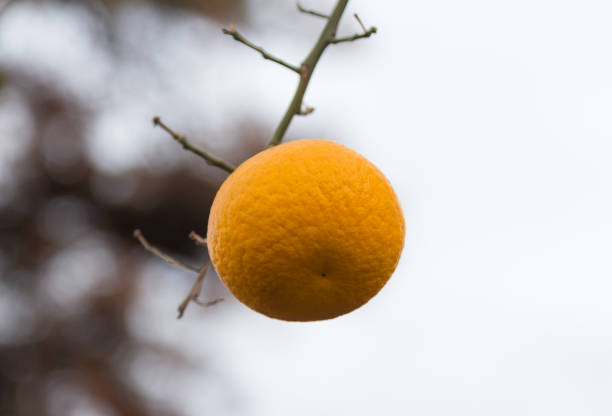 The orange on the tree at the garden in Jeju Island, South Korea