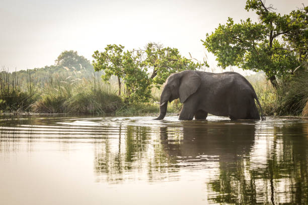 African elephant standing in water African Elephant, Animal, Elephant, Africa, Botswana river safari stock pictures, royalty-free photos & images