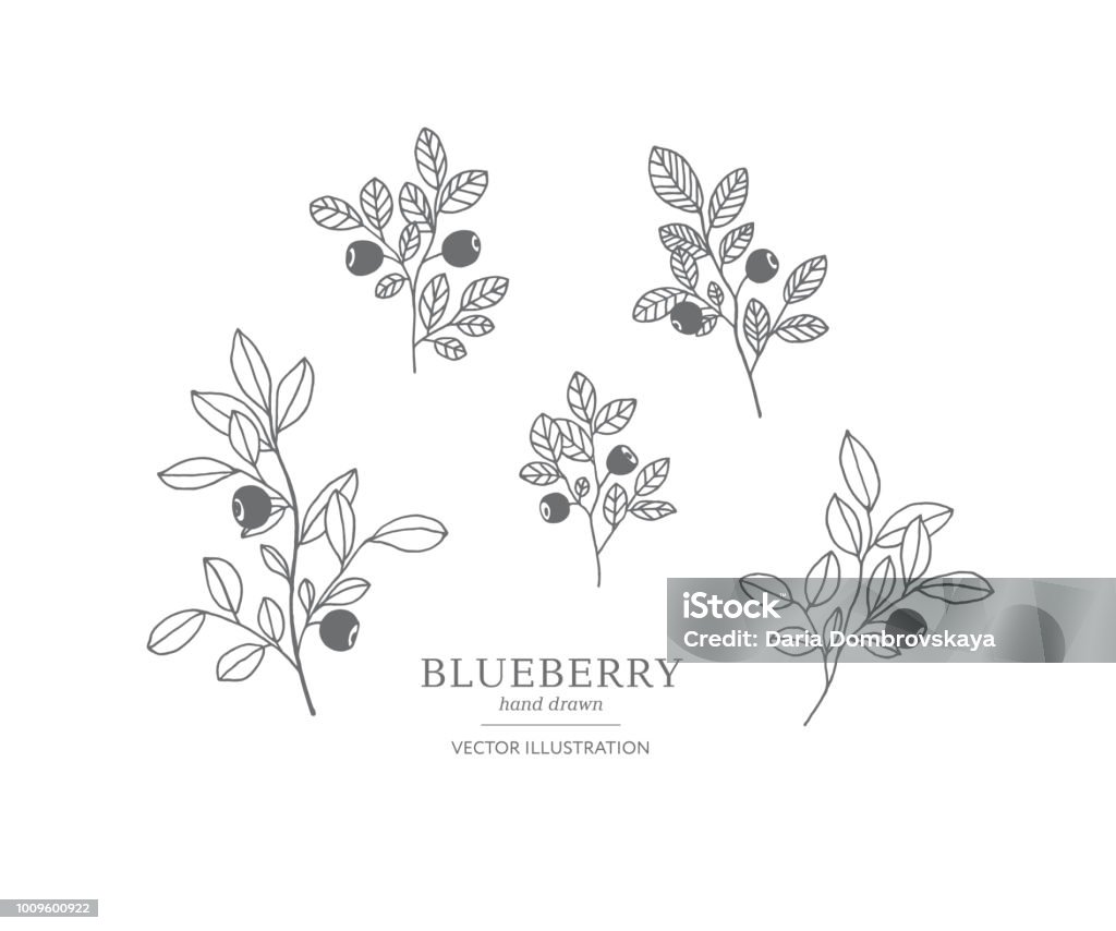 Hand Drawn Blueberry Set Stock Illustration - Download Image Now - Art ...