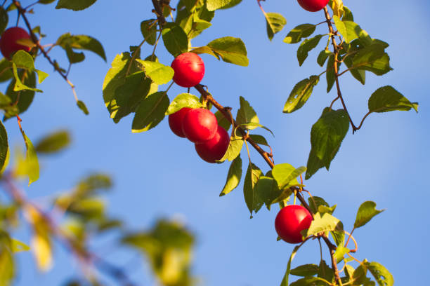 istock Red mirabelle plums. Ripe mirabelle on tree. Organic fruit before harvest in summer. 1009603680