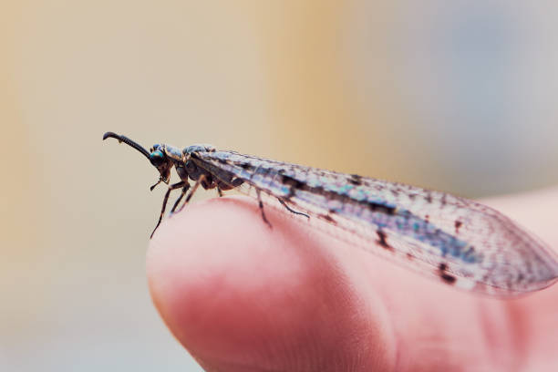 istock macro photography of a dragonfly on a fingertip 1009607052