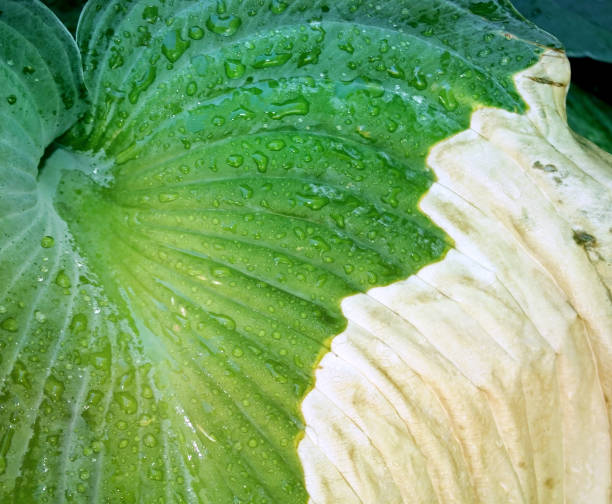 The leaf of a Hosta plant that has been infected with disease