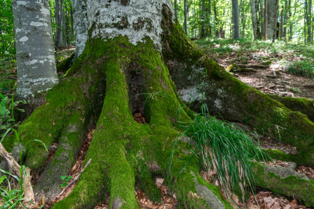 istock Trees with interesting shapes and formations on their stems and trunks on the way to Kozya stena hut. The mountain in the central Balkan astonishes with its beauty, fresh air and magnetism. 1009609220