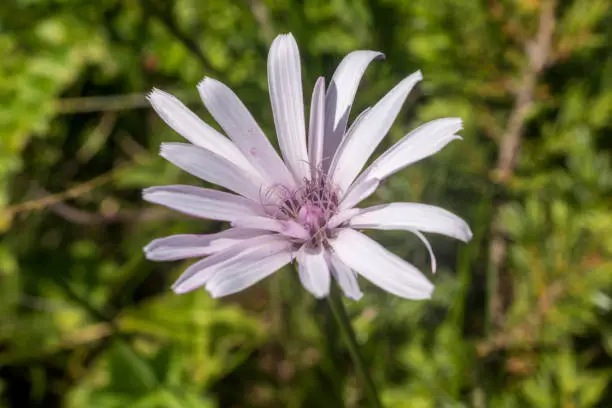 Incredibly beautiful pink/white flowers in the forest along the way to the Eho hut. The mountain in the central Balkan astonishes with its beauty, fresh air and magnetism.