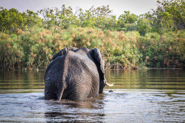 istock An African elephant swims in the river 1009620426