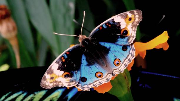 istock Black and blue bright butterfly sits on a flower 1009620430