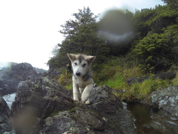 istock Puppy - Tofino - Canada 1009622668