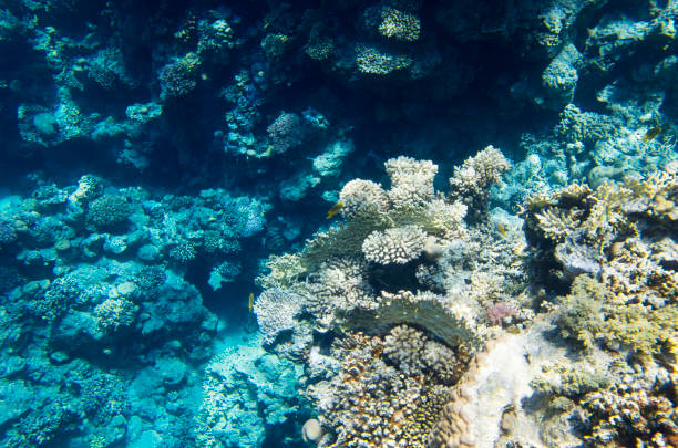 istock Corals on the bottom of the Red Sea 1009622718