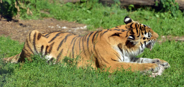 istock Siberian tiger (P. t. altaica), also known as Amur tiger, is eating 1009623480