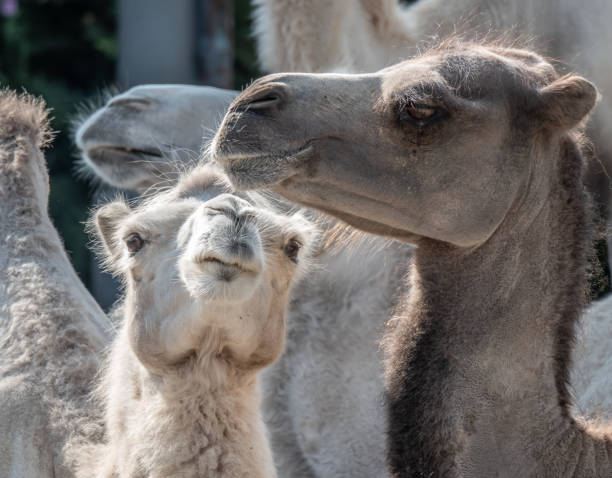 istock Close up  of a Bactrian Camel couple 1009626914