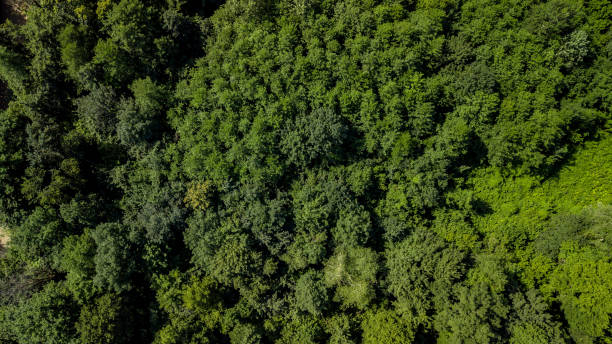 istock Aerial Top Down View Of Caucasus Mountains Forest Trees 1009629942
